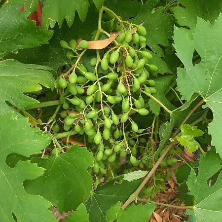 Sarko Апартаменты *